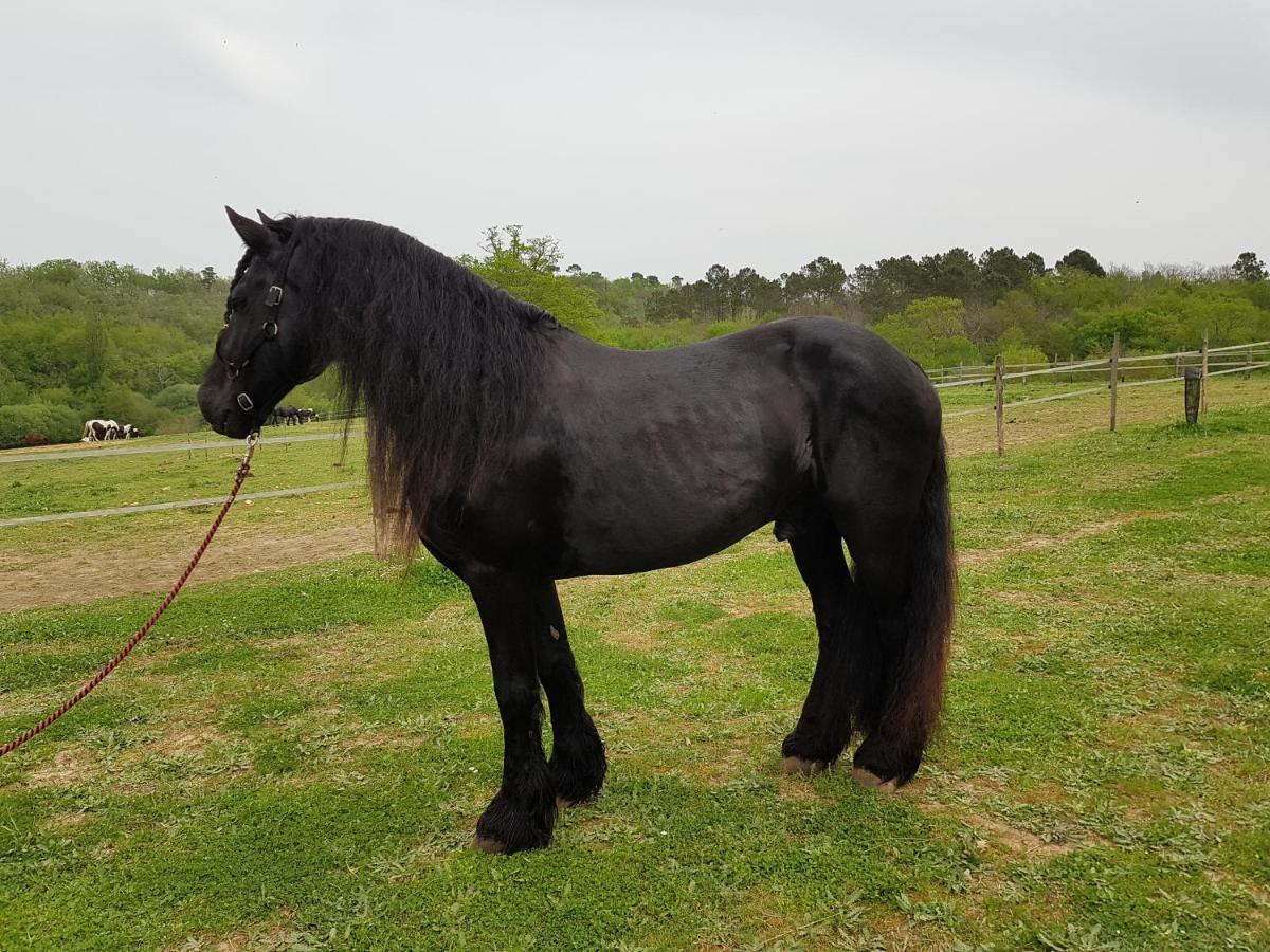 Capdrot Gite Equestre Domaine Des Crins - Monpazier المظهر الخارجي الصورة