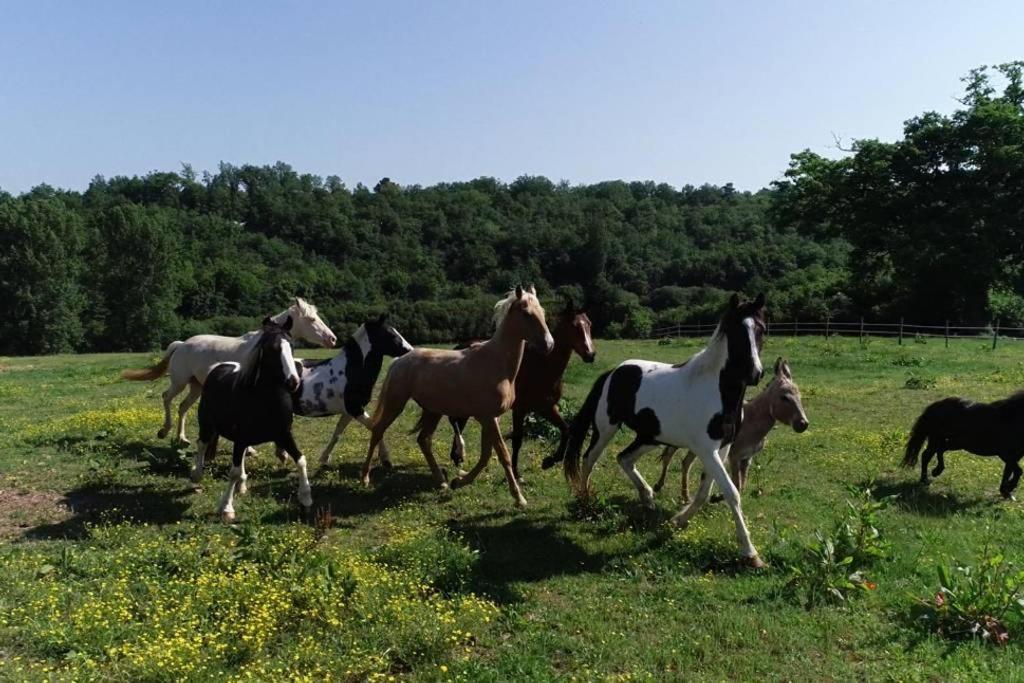 Capdrot Gite Equestre Domaine Des Crins - Monpazier المظهر الخارجي الصورة