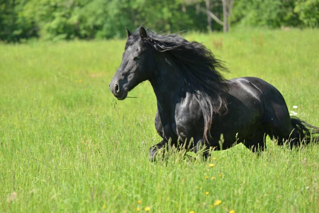 Capdrot Gite Equestre Domaine Des Crins - Monpazier المظهر الخارجي الصورة